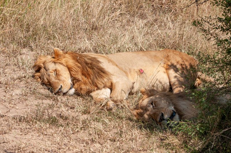 Masai Mara-61.jpg
