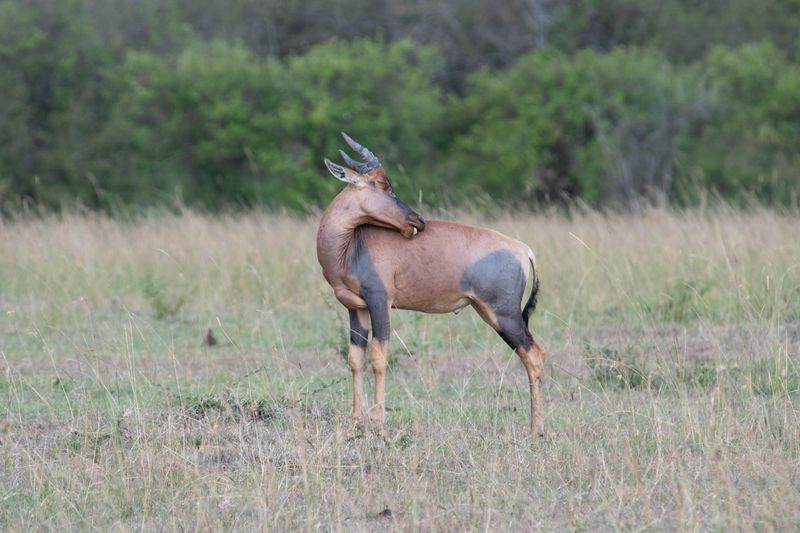 Masai Mara-9.jpg