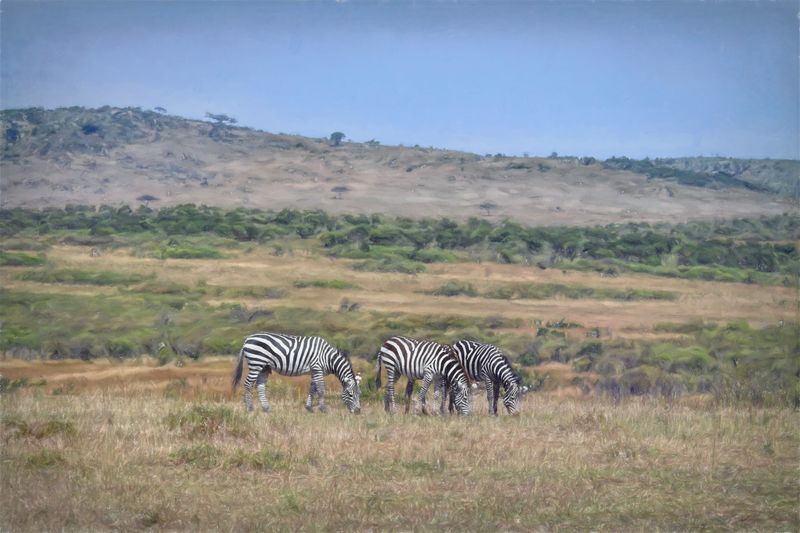 Masai Mara-13-studio.jpg