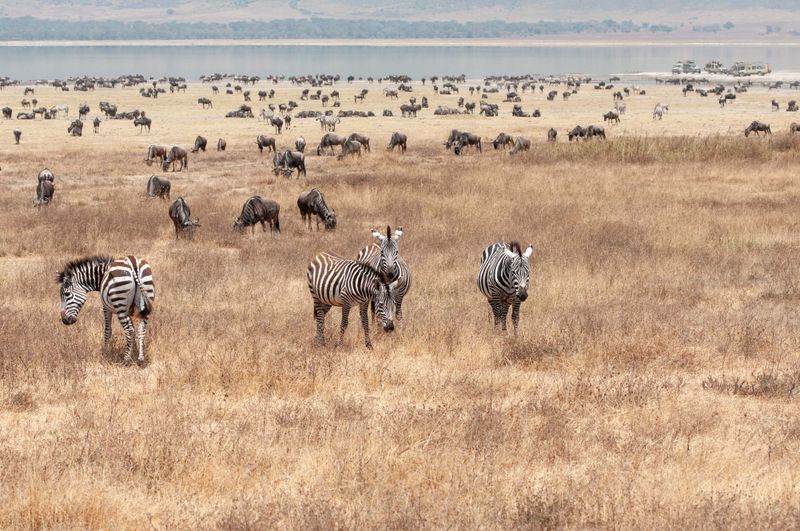 Ngorongoro-14.jpg