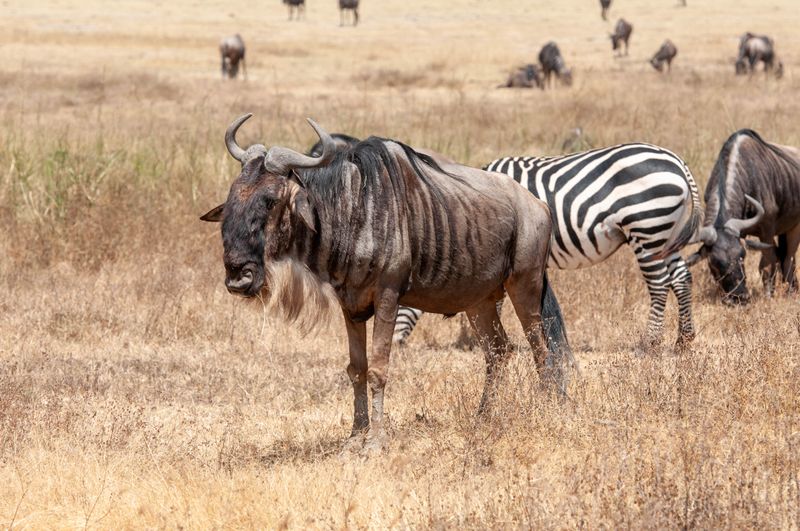 Ngorongoro-15.jpg