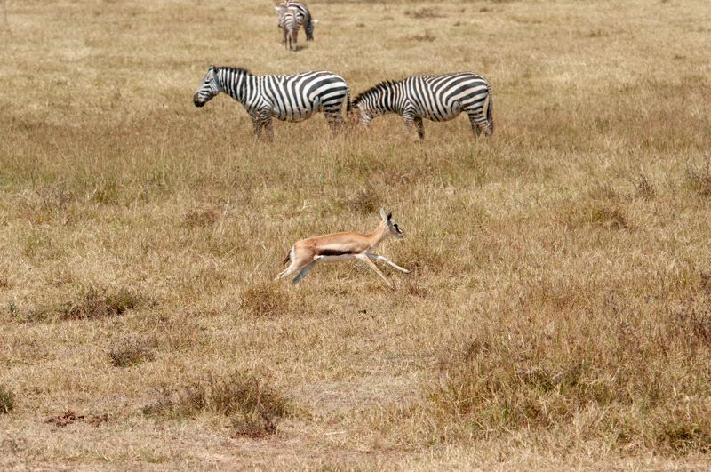 Ngorongoro-17.jpg