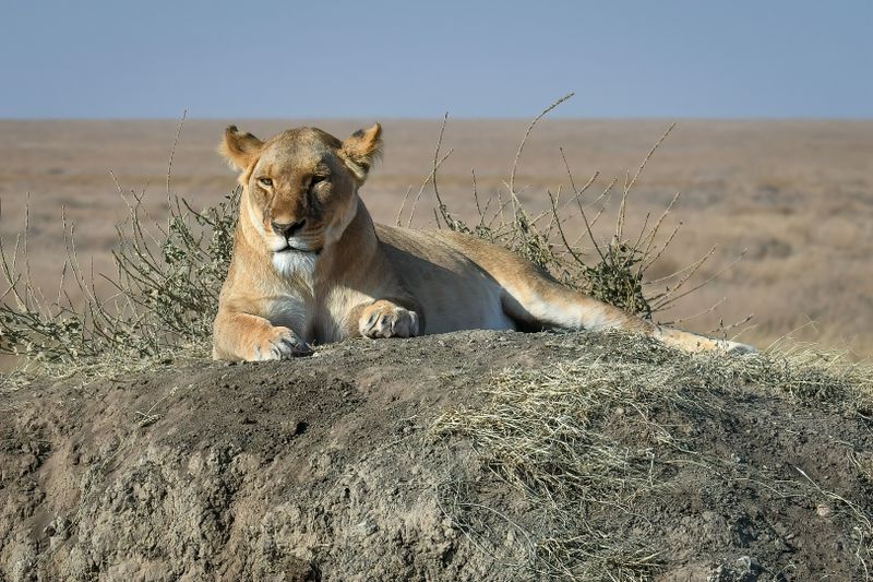 Ngorongoro-3-studio.jpg