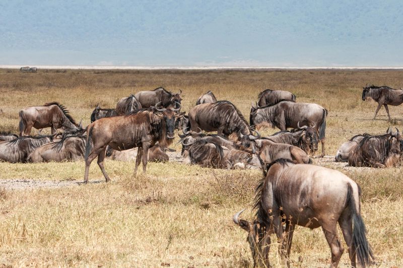 Ngorongoro-32.jpg