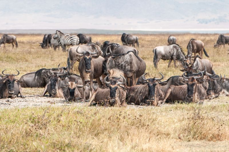 Ngorongoro-33-studio.jpg