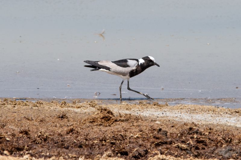 Ngorongoro-9.jpg