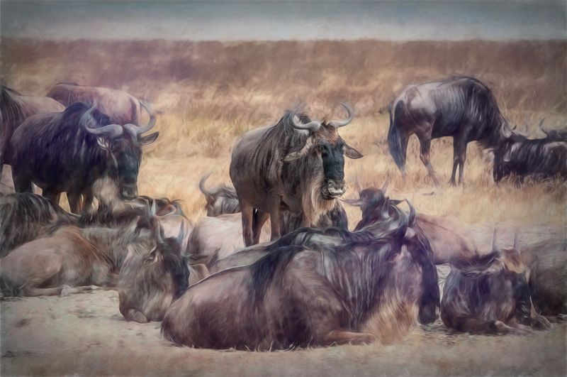 Ngorongoro Paint-12-studio.jpg