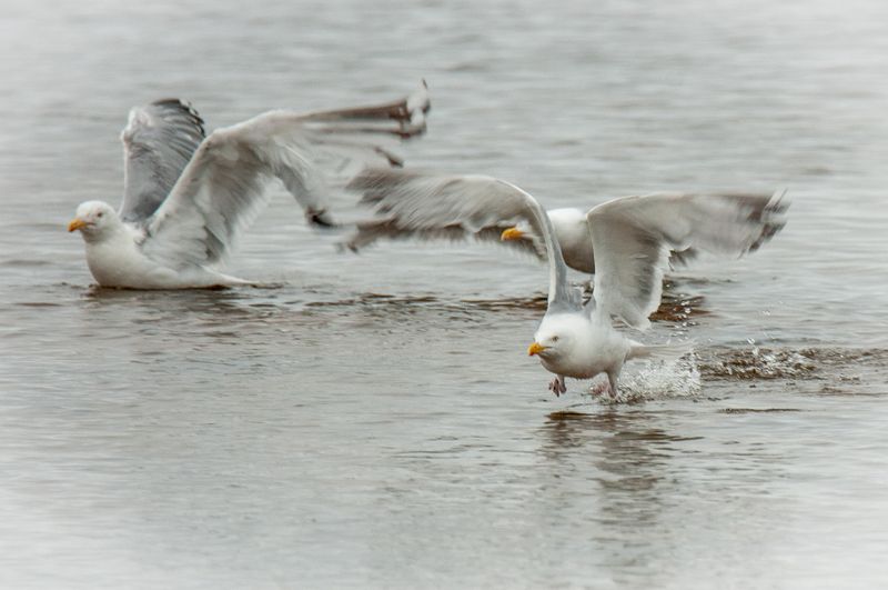 Que NFLD Eastern-38.jpg