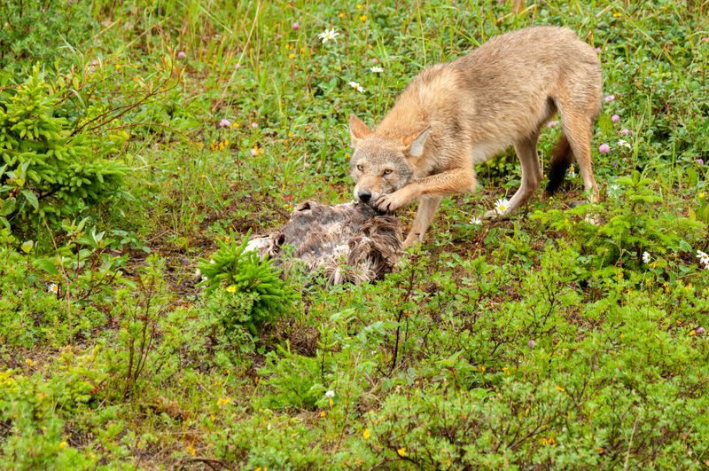 Que NFLD Eastern-41.jpg