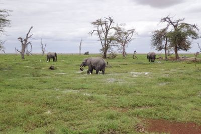 Amboseli-1.jpg