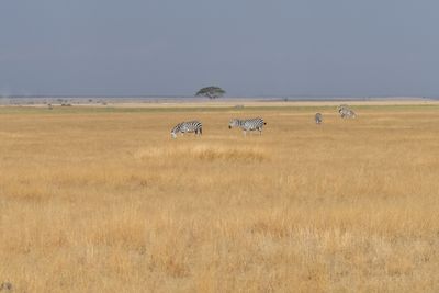 Amboseli-108.jpg