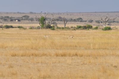 Amboseli-109.jpg