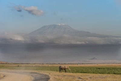 Amboseli-112.jpg
