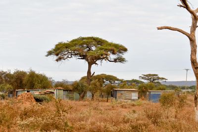 Amboseli-42.jpg