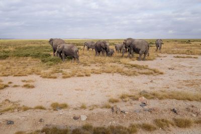 Amboseli-49.jpg