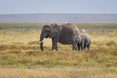 Amboseli-79.jpg