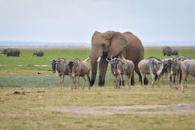 Amboseli-94.jpg