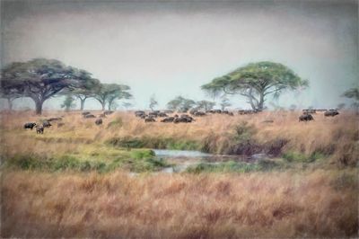 Serengeti Paint-2-studio.jpg