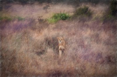 Serengeti Paint-3-studio.jpg