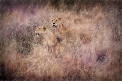 Serengeti Paint-4-studio.jpg