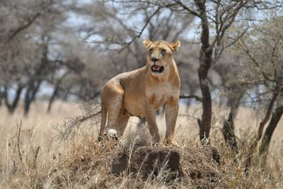 Serengeti -104.jpg