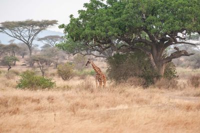 Serengeti -11.jpg