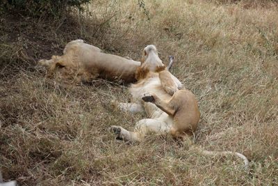 Serengeti -114.jpg