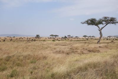 Serengeti -115.jpg