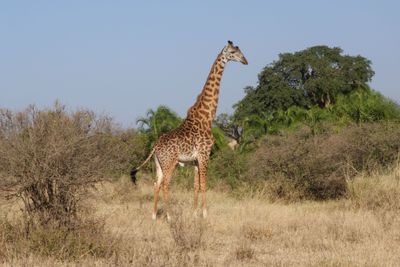 Serengeti -116.jpg