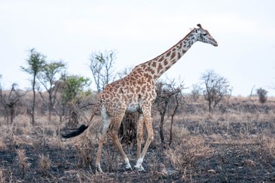 Serengeti -16.jpg