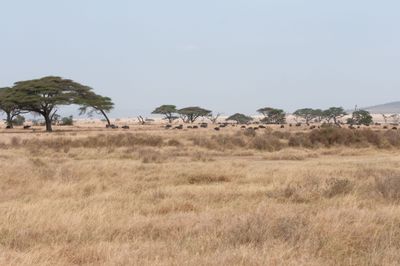 Serengeti -29.jpg