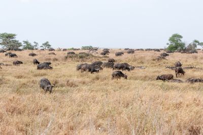 Serengeti -31.jpg