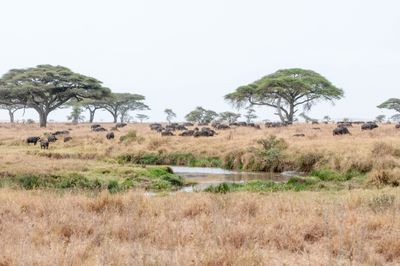 Serengeti -32.jpg
