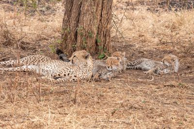 Serengeti -37.jpg