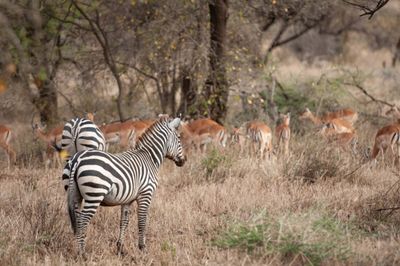 Serengeti -4.jpg
