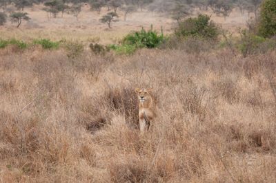 Serengeti -41.jpg