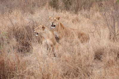 Serengeti -43.jpg