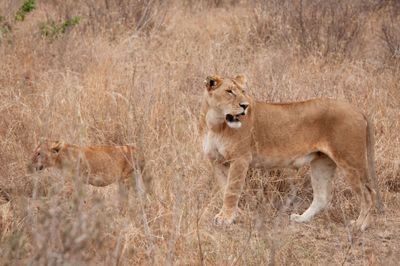 Serengeti -44.jpg