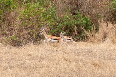 Serengeti -46.jpg