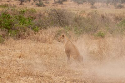 Serengeti -47.jpg