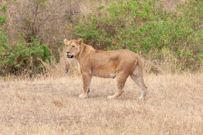 Serengeti -48.jpg
