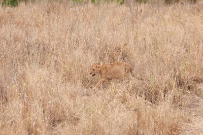Serengeti -49.jpg