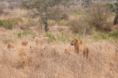 Serengeti -50.jpg