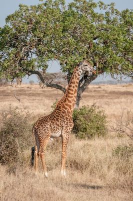 Serengeti -52.jpg