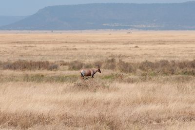Serengeti -53.jpg