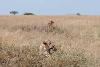 Serengeti -54.jpg