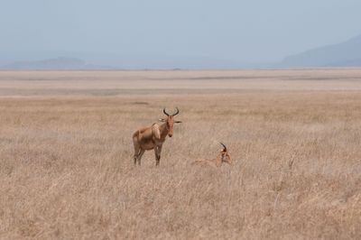 Serengeti -63.jpg