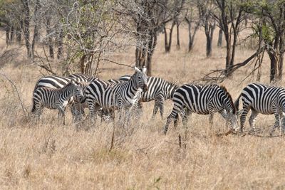 Serengeti -68.jpg
