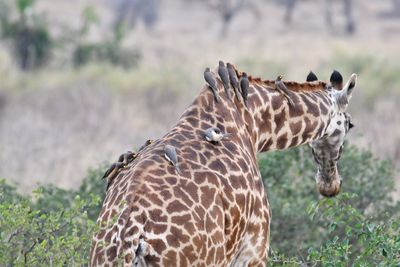 Serengeti -70.jpg