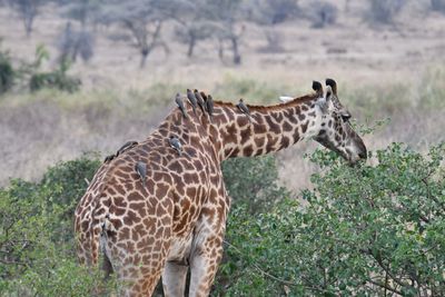 Serengeti -71.jpg